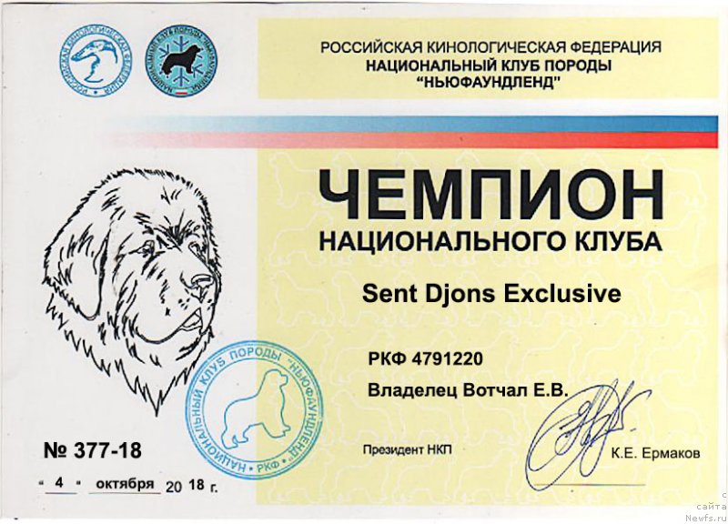 Фото: ньюфаундленд Сент Джонс Эксклюзив (Sent Djons Exclusive)