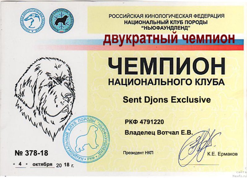 Фото: ньюфаундленд Сент Джонс Эксклюзив (Sent Djons Exclusive)