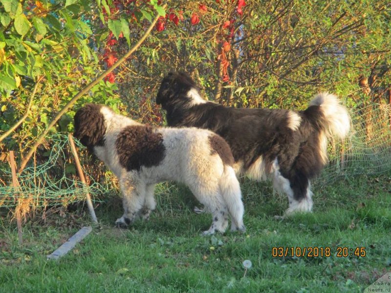 Фото: ньюфаундленд Добрыня от Карельских Медведей