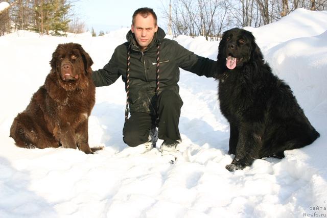 Фото: ньюфаундленд Золушка Хрустальная Туфелька, Александр Кочмарев, ньюфаундленд Кайден Плейфул (Kaiden Playful)