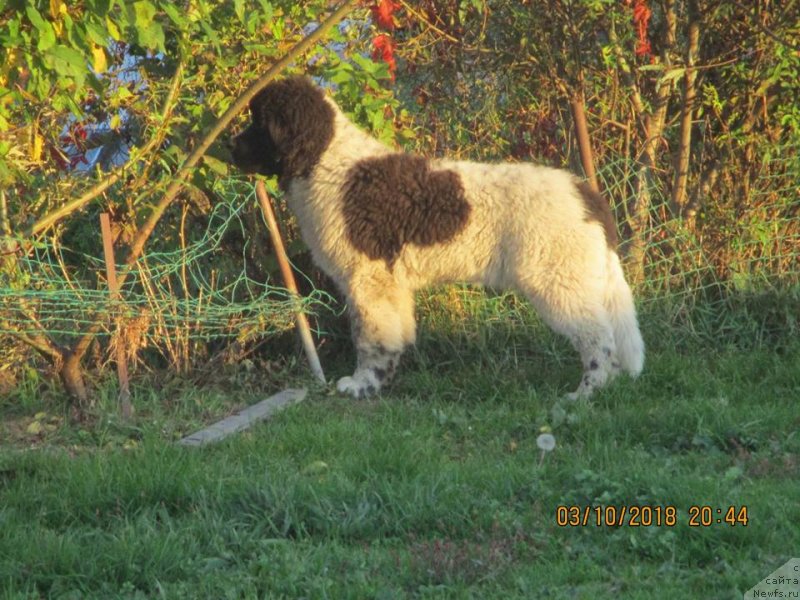 Фото: ньюфаундленд Добрыня от Карельских Медведей