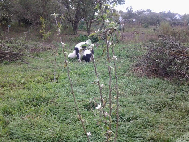 Фото: ньюфаундленд Дар Богов фром Рашн Беар