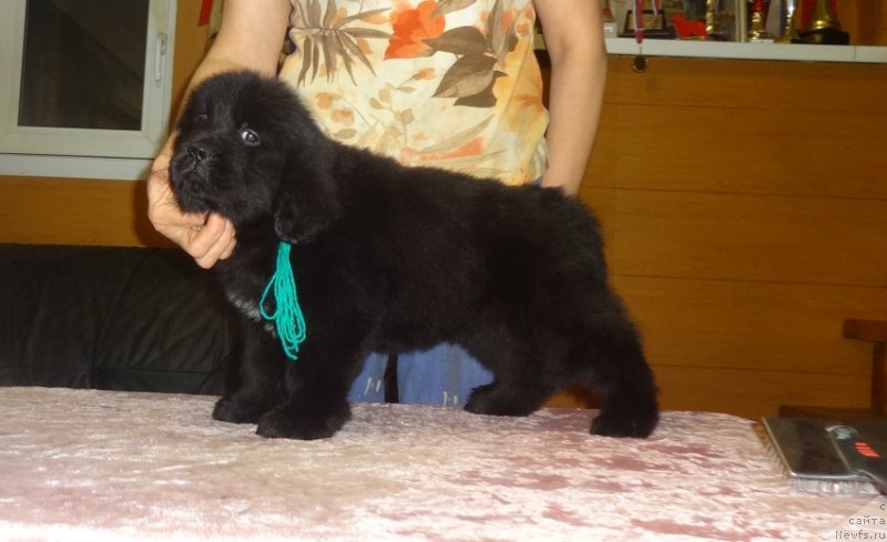 Фото: сын, ньюфаундленд Экселент Бьюти