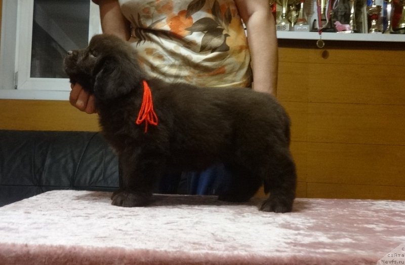 Фото: дочь, ньюфаундленд Фанньюф Авалон (Funnewf Avalon)