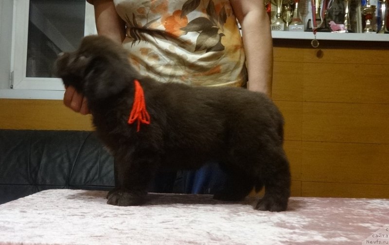 Фото: дочь, ньюфаундленд Фанньюф Авалон (Funnewf Avalon)