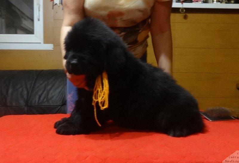 Фото: дочь, ньюфаундленд Экселент Бьюти