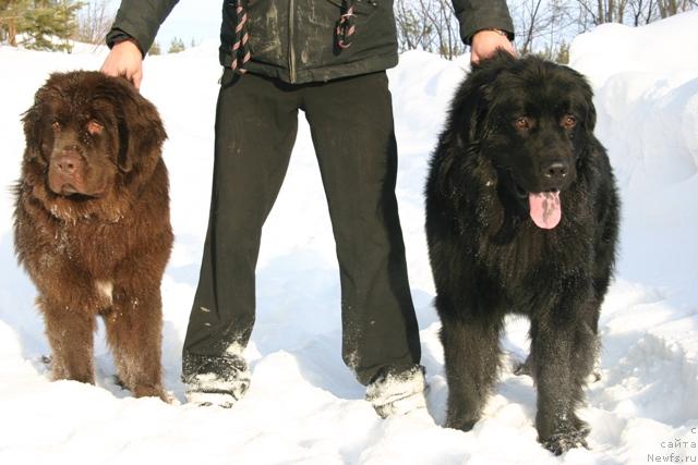 Фото: ньюфаундленд Золушка Хрустальная Туфелька, Александр Кочмарев, ньюфаундленд Кайден Плейфул (Kaiden Playful)