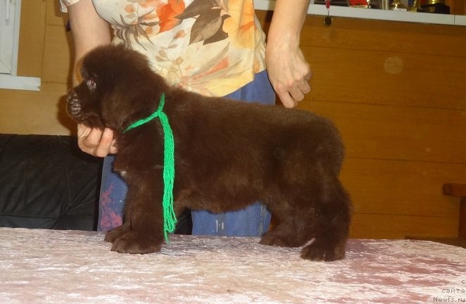 Фото: ньюфаундленд Экселент Бьюти