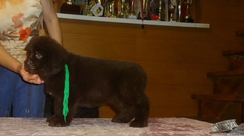 Фото: ньюфаундленд Экселент Бьюти