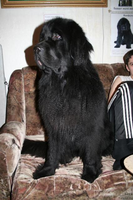 Фото: ньюфаундленд Drive Me Crazy of Apachee's Home