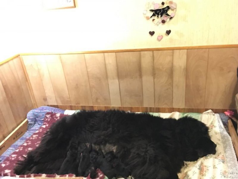 Фотография № 239288