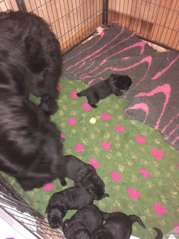 Фотография № 239289