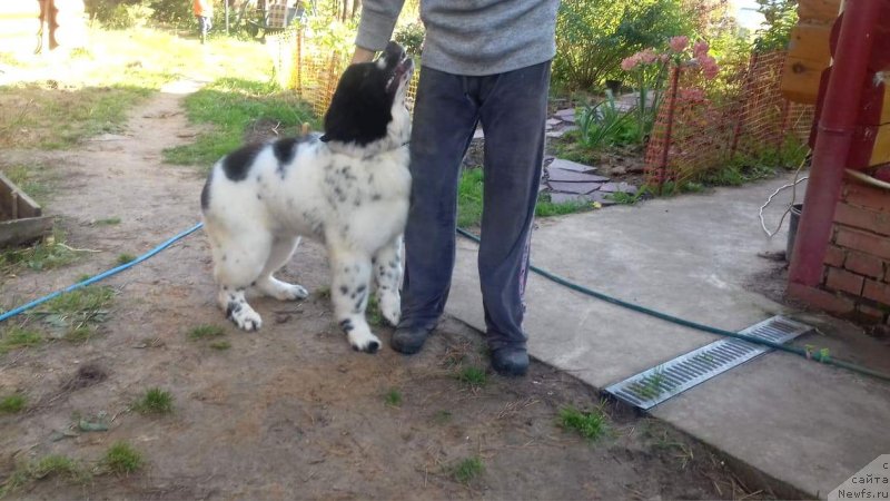 Фото: ньюфаундленд Еужиярви от Карельских Медведей (Euzhiyarvi ot Karelskikh Medvedey)
