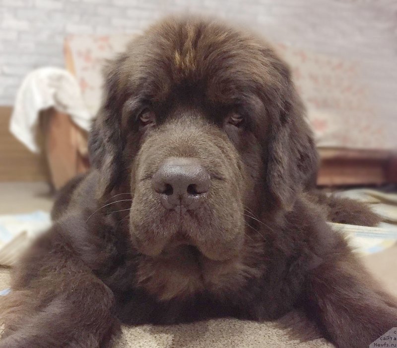 Фото: ньюфаундленд Наоми Таголири фор Браунблад (Naomi Tagoliri for Brouwnblood)