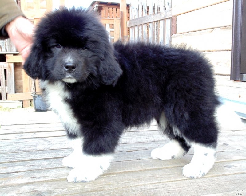 Фото: ньюфаундленд Женовия от Карельских Медведей