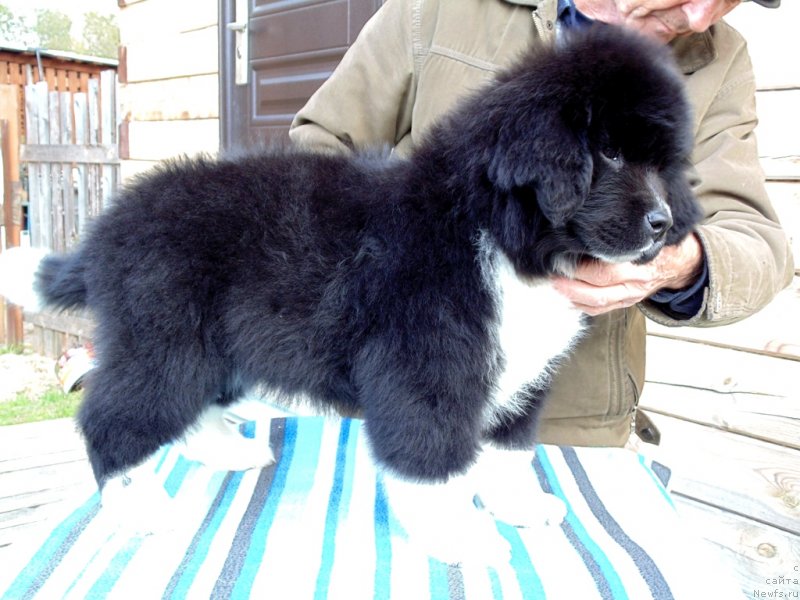 Фото: ньюфаундленд Женовия от Карельских Медведей