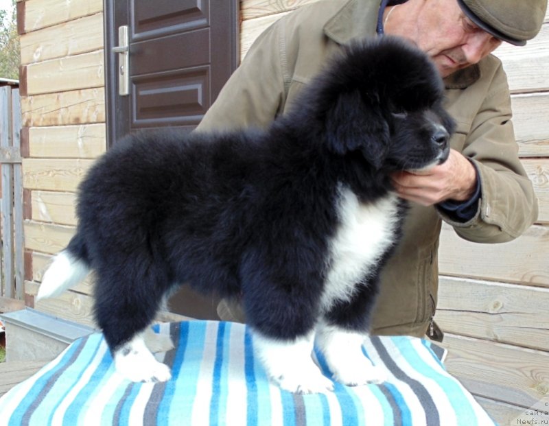 Фото: ньюфаундленд Женовия от Карельских Медведей