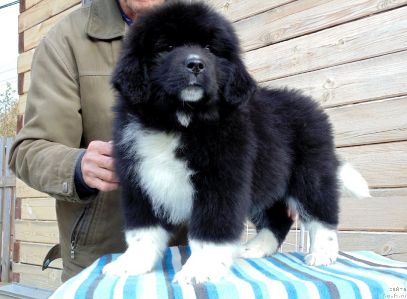 Фото: ньюфаундленд Женовия от Карельских Медведей