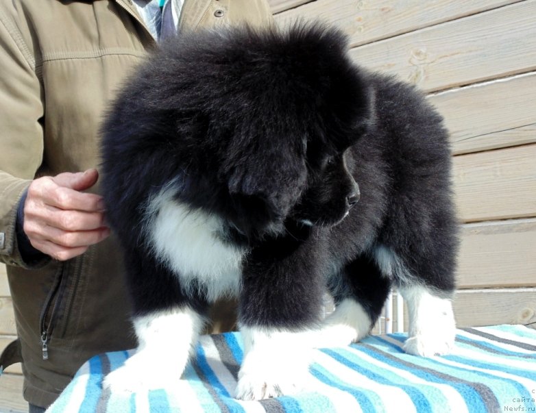 Фото: ньюфаундленд Женовия от Карельских Медведей