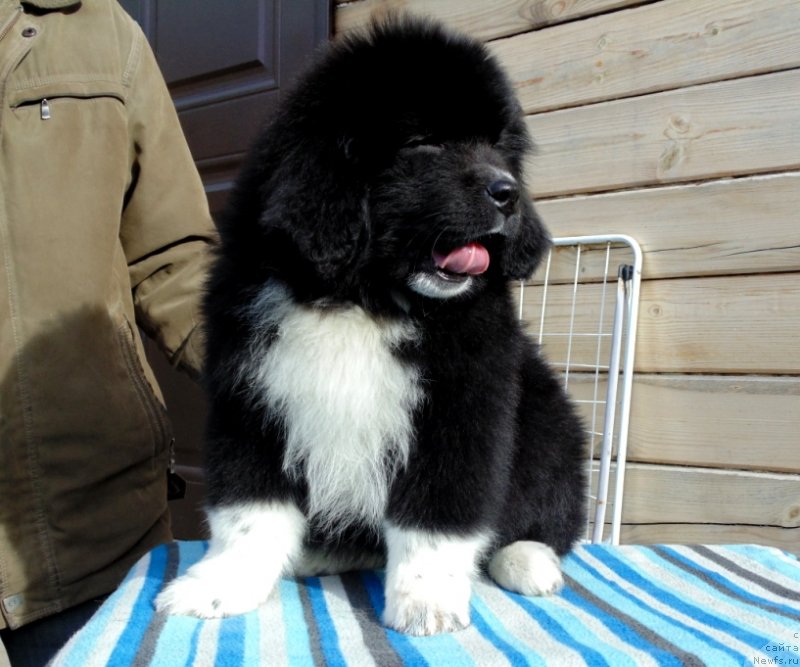 Фото: ньюфаундленд Женовия от Карельских Медведей