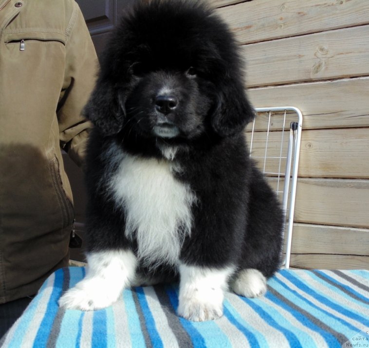 Фото: ньюфаундленд Женовия от Карельских Медведей