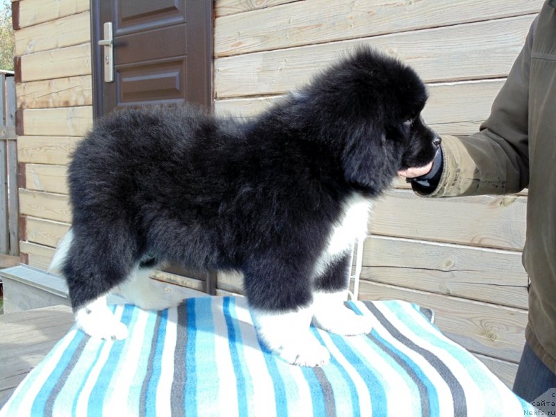 Фото: ньюфаундленд Женовия от Карельских Медведей