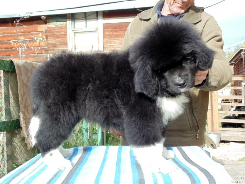 Фото: ньюфаундленд Женовия от Карельских Медведей