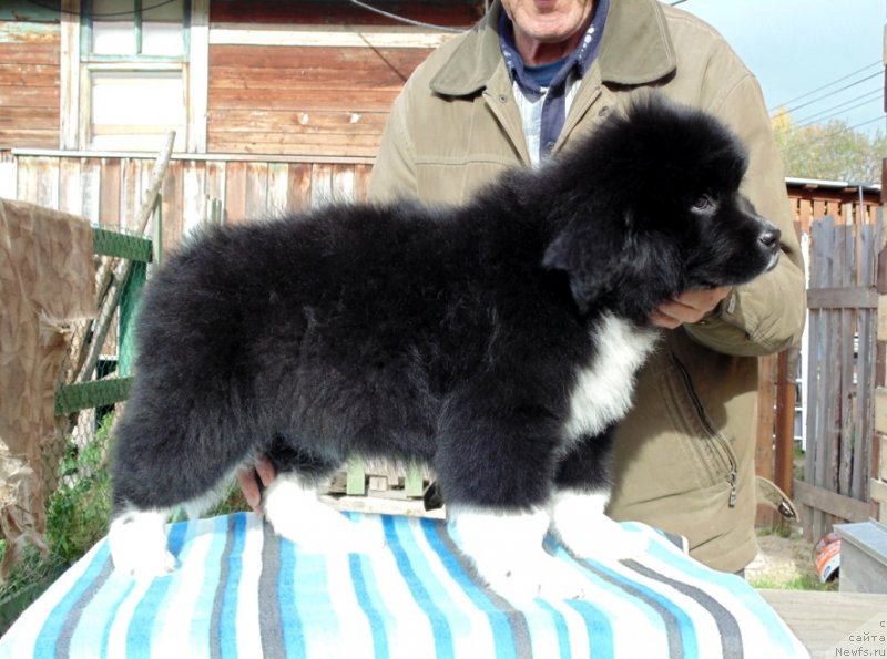 Фото: ньюфаундленд Женовия от Карельских Медведей