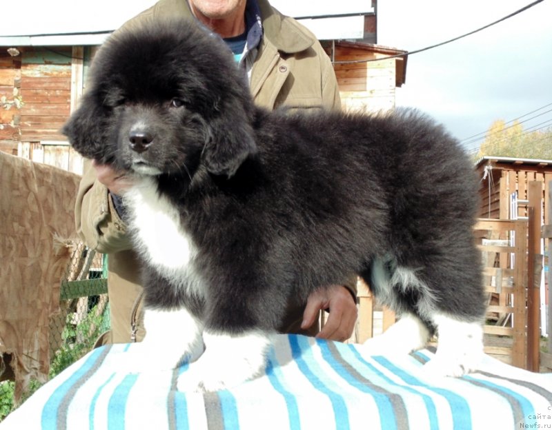 Фото: ньюфаундленд Женовия от Карельских Медведей