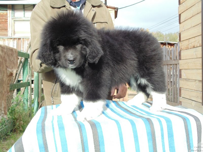 Фото: ньюфаундленд Женовия от Карельских Медведей
