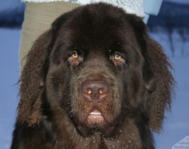 Фото: ньюфаундленд Зорран Снежный Подарок