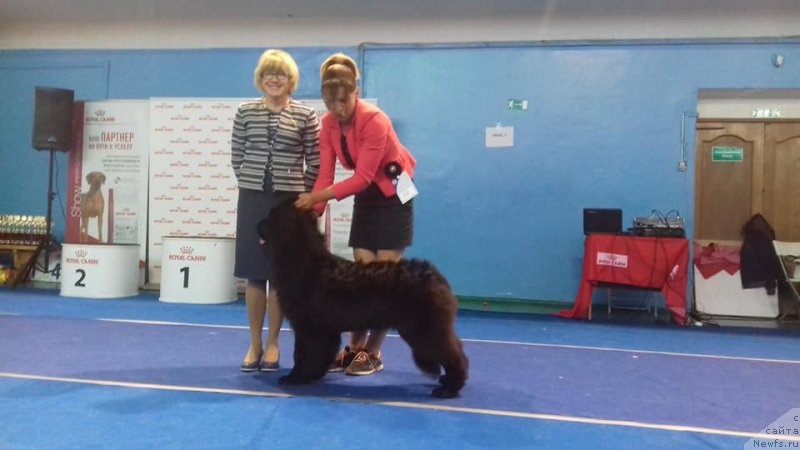 Фото: ньюфаундленд Супер Премиум Ялта (Super Premium Yalta)