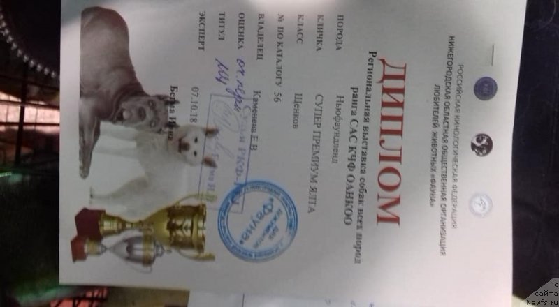 Фото: ньюфаундленд Супер Премиум Ялта (Super Premium Yalta)