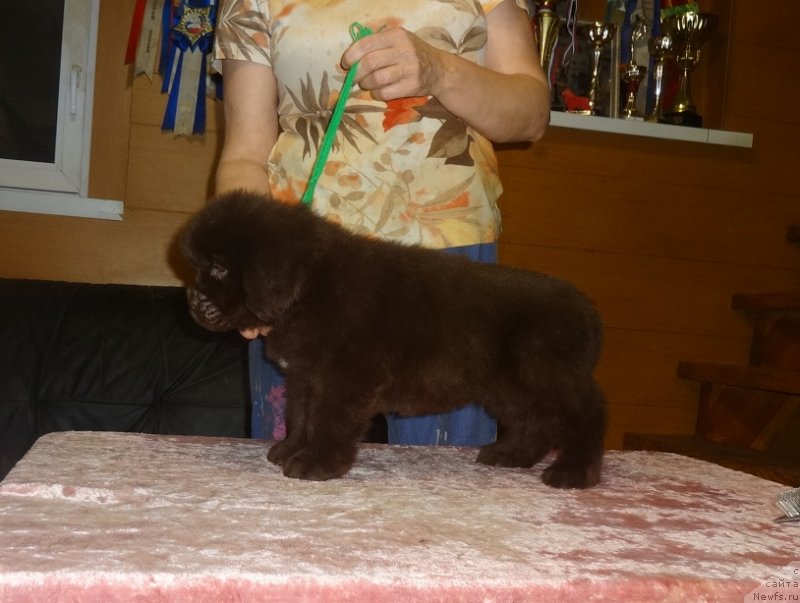 Фото: сын, ньюфаундленд Фанньюф Авалон (Funnewf Avalon)