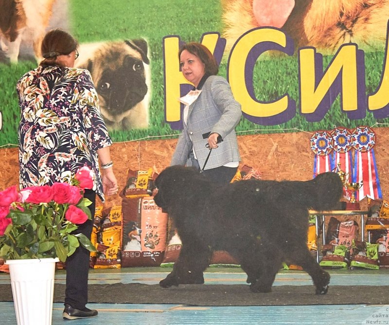 Фото: ньюфаундленд Белкондер-Клаб Монмартр'с Виолет