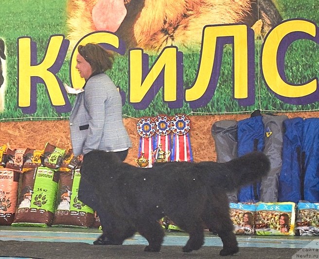 Фото: ньюфаундленд Белкондер-Клаб Монмартр'с Виолет