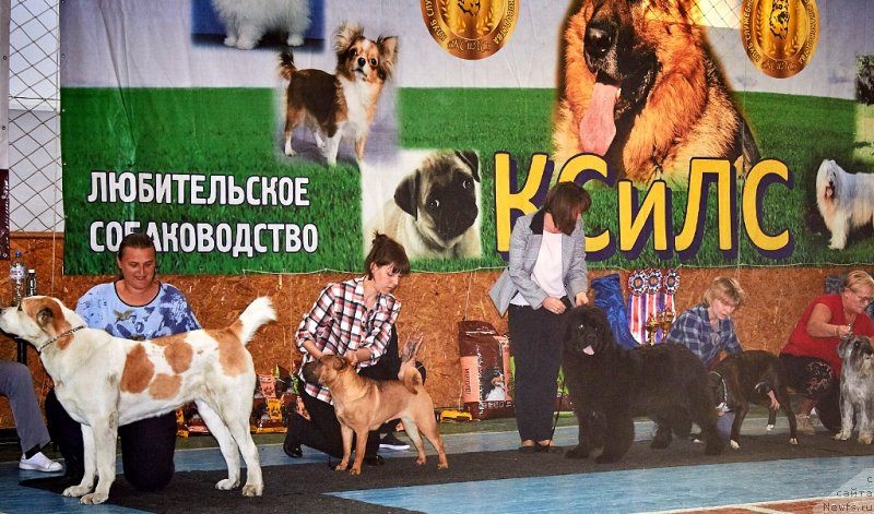 Фото: ньюфаундленд Белкондер-Клаб Монмартр'с Виолет