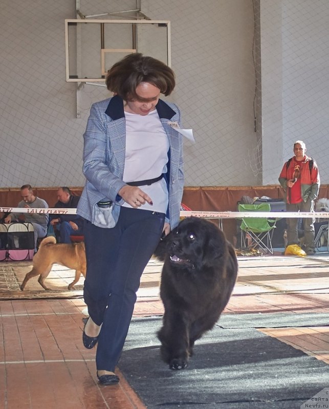 Фото: ньюфаундленд Белкондер-Клаб Монмартр'с Виолет