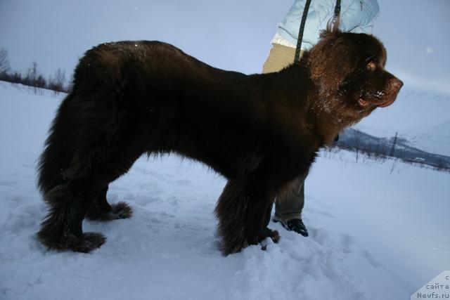 Фото: ньюфаундленд Зорран Снежный Подарок