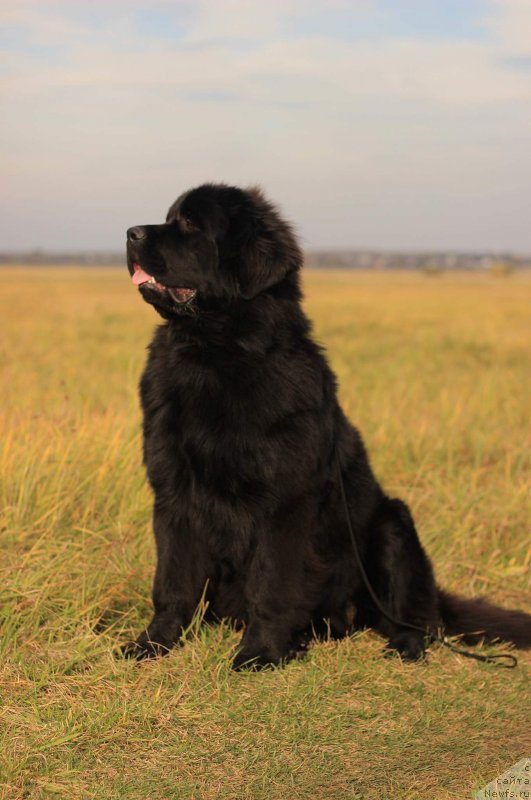 Фото: ньюфаундленд Марелла Феррера (Marella Ferrera)