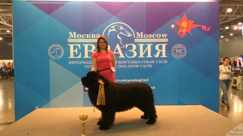 Фото: ньюфаундленд Акватория Келвин Ювентус (Aquatoriya Kelvin Yuventus)