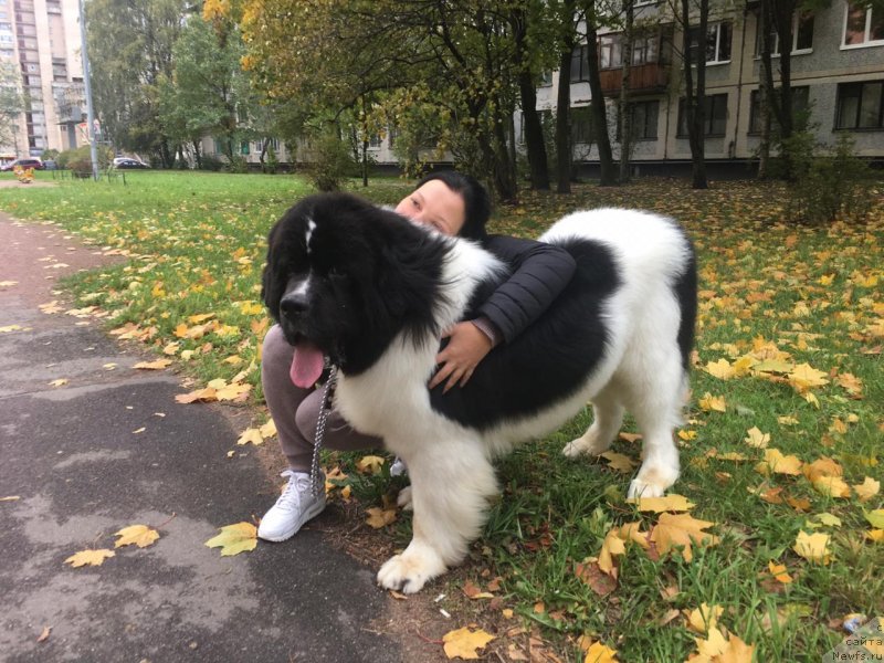 Фото: ньюфаундленд Вилмаринен от Карельских Медведей