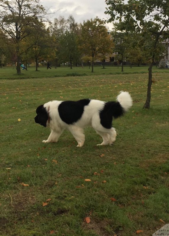 Фото: ньюфаундленд Вилмаринен от Карельских Медведей