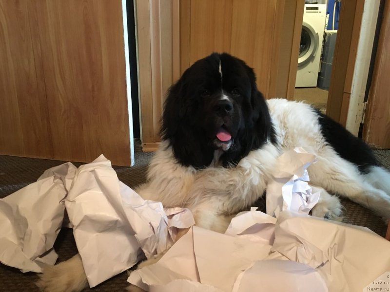 Фото: ньюфаундленд Вилмаринен от Карельских Медведей