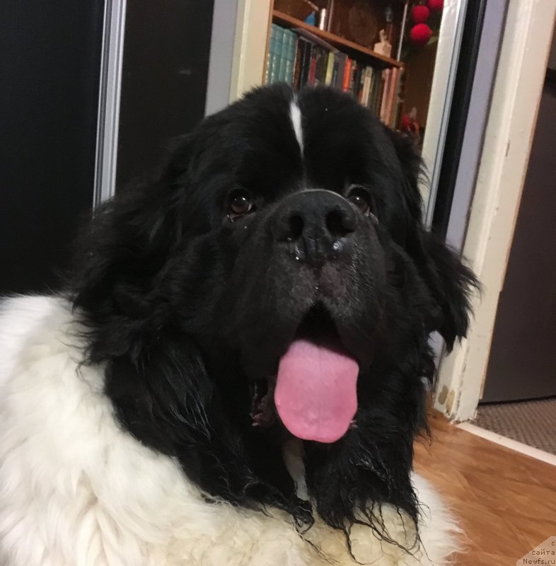 Фото: ньюфаундленд Вилмаринен от Карельских Медведей