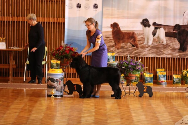 Фото: ньюфаундленд Браунблад МСК Марта Чирфул Леди (Brownblood MSK Martha Cheerful Lady)