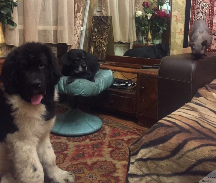 Фото: ньюфаундленд Десантник от Карельских Медведей