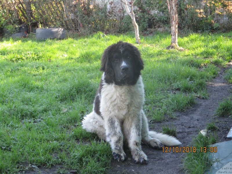 Фото: ньюфаундленд Добрыня от Карельских Медведей