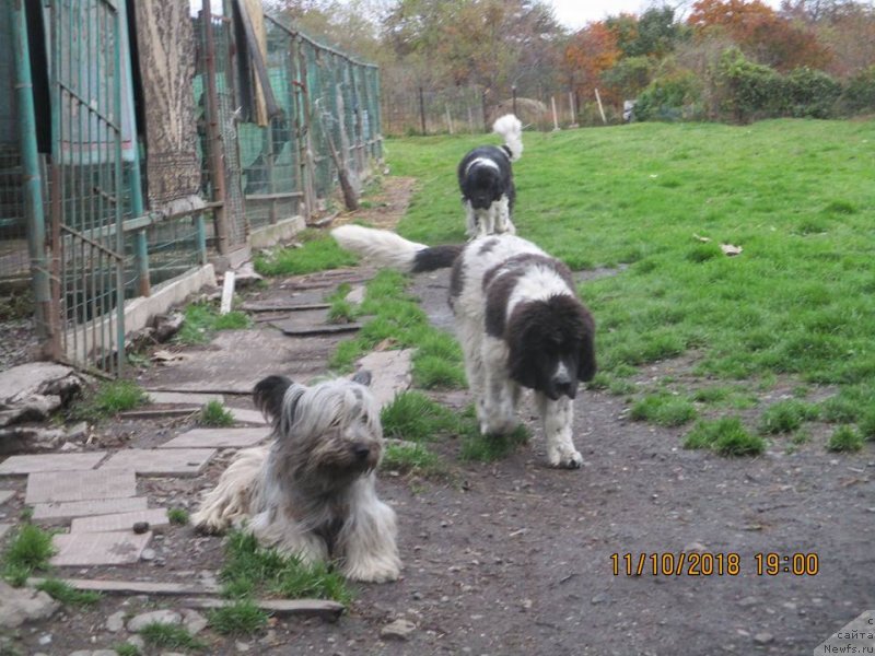 Фото: ньюфаундленд Добрыня от Карельских Медведей