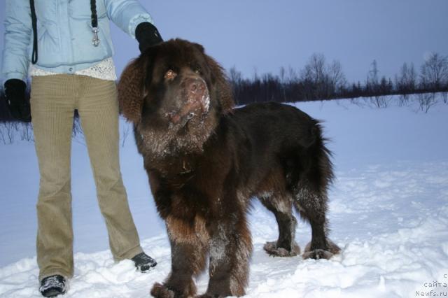 Фото: ньюфаундленд Зорран Снежный Подарок
